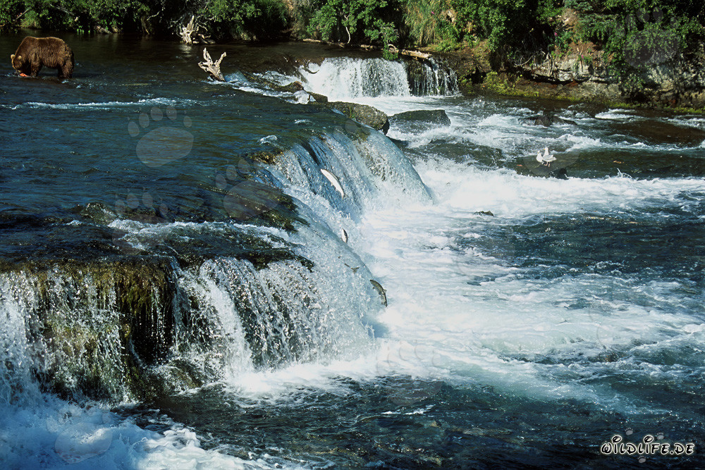 Oso pardo majestuoso durante el salto de salmón en la cascada