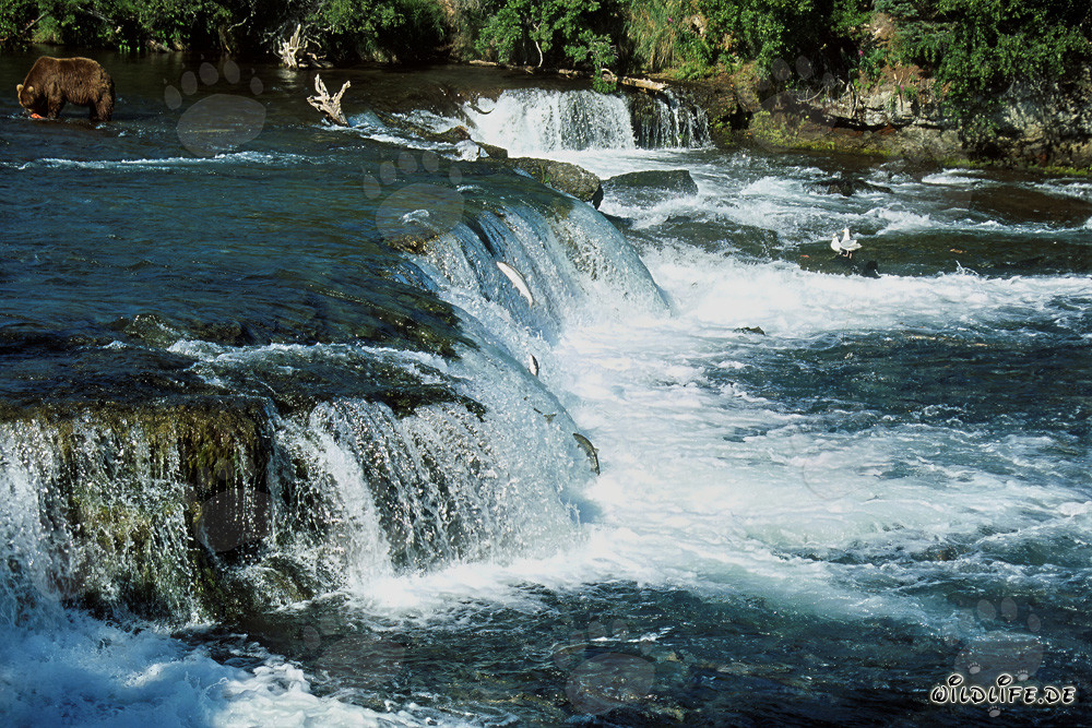 Ours brun majestueux lors de la montée du saumon à la cascade