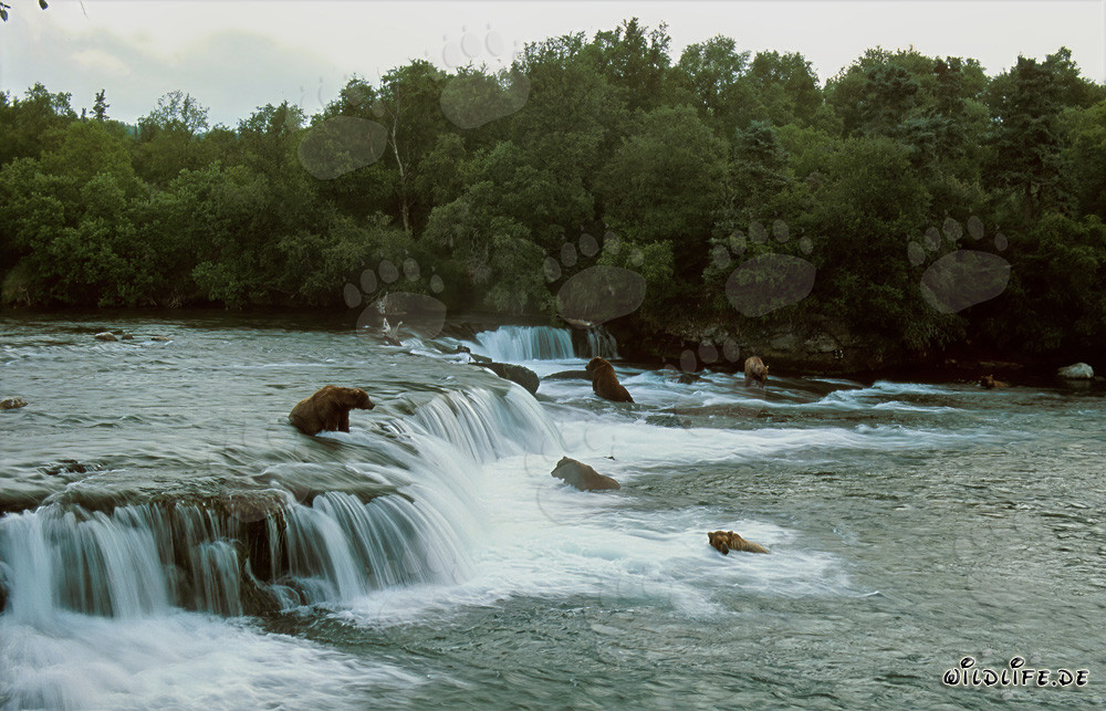 Gefahr für Lachse: Braunbären am Brooks River Wasserfall
