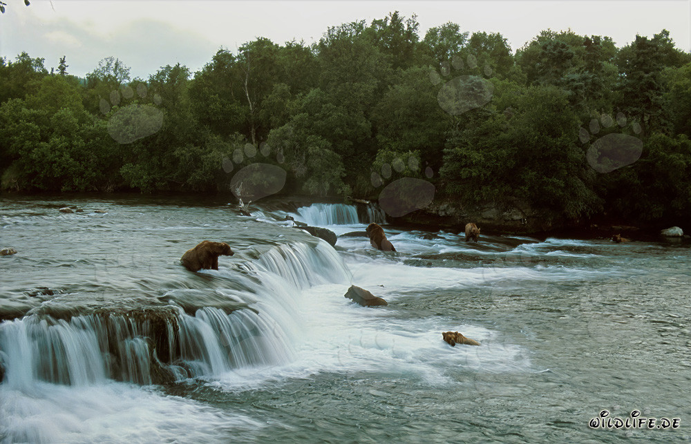Pericolo per i salmoni: Orsi bruni alla cascata del fiume Brooks