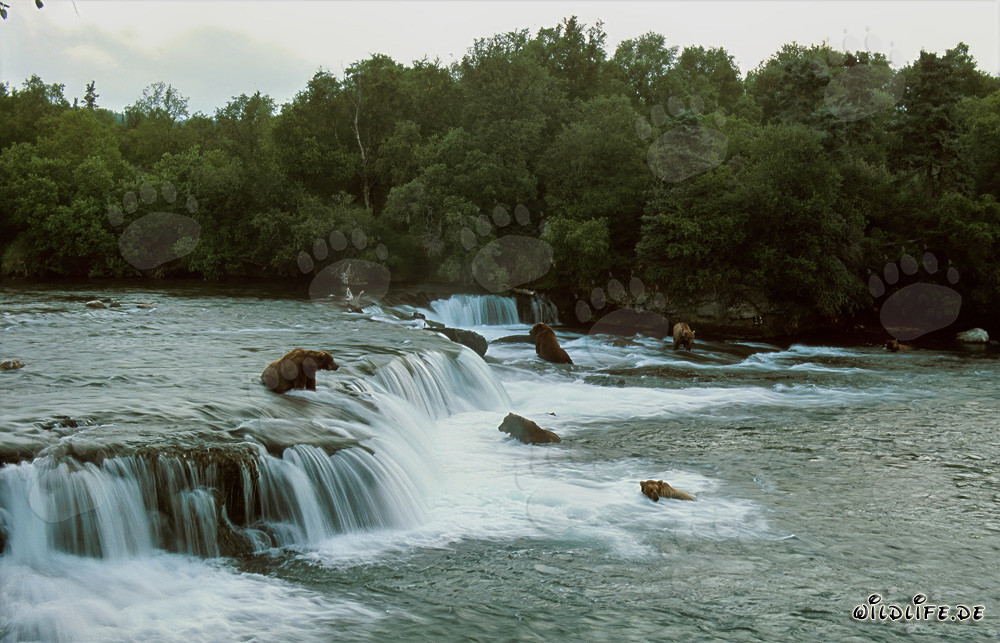 Peligro para los salmones: Osos pardos en la cascada del río Brooks