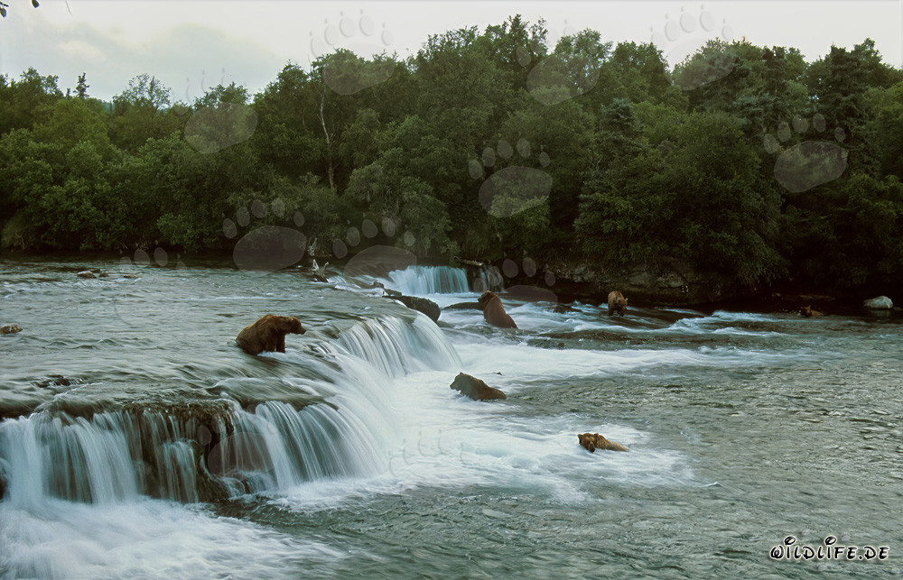 Danger pour les saumons : Ours bruns au cascade de Brooks River