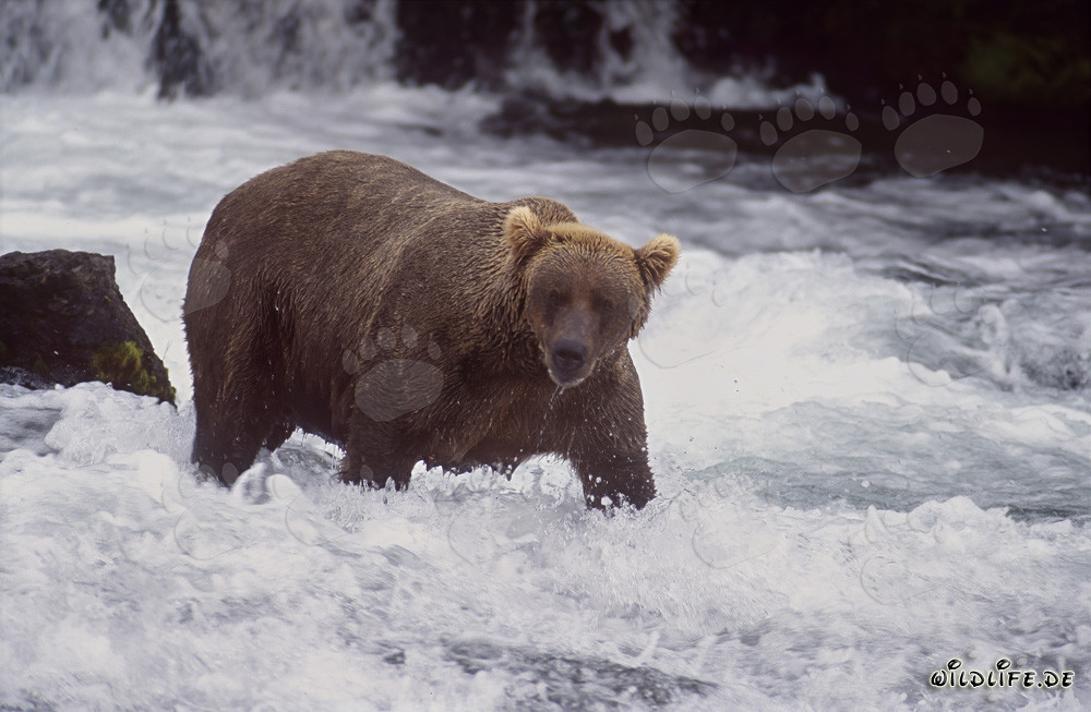 Braunbär auf der Suche nach Lachsen am malerischen Wasserfall