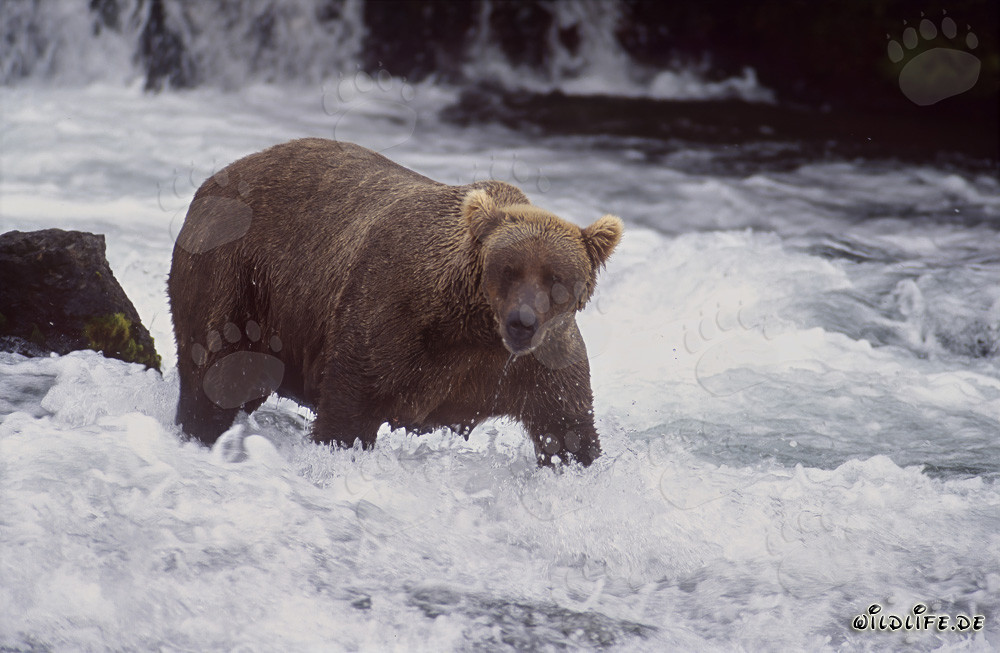 Brown Bear searching for salmon at the picturesque waterfall