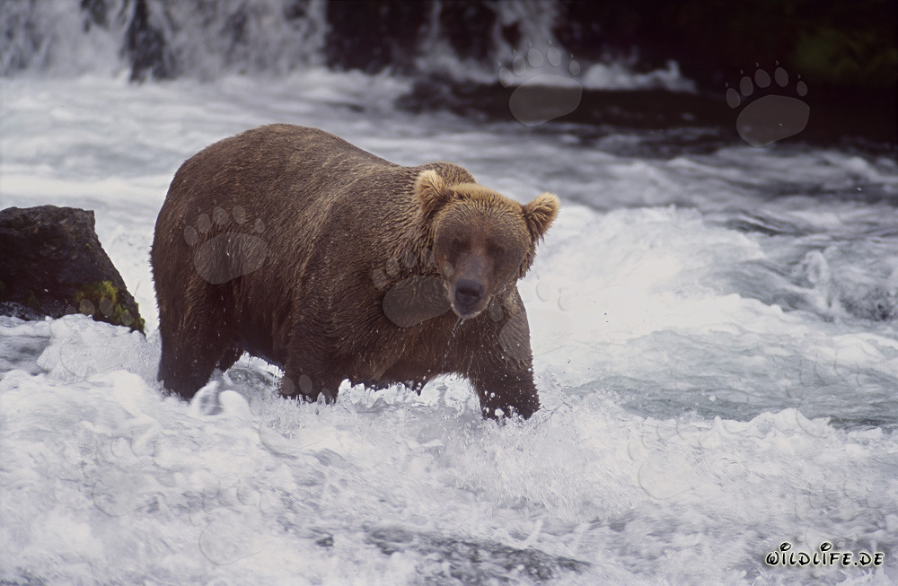 Orso bruno alla ricerca di salmoni alla pittoresca cascata