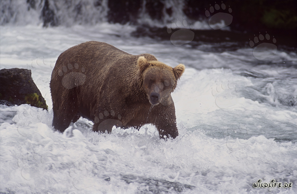 Oso pardo en busca de salmones en la pintoresca cascada
