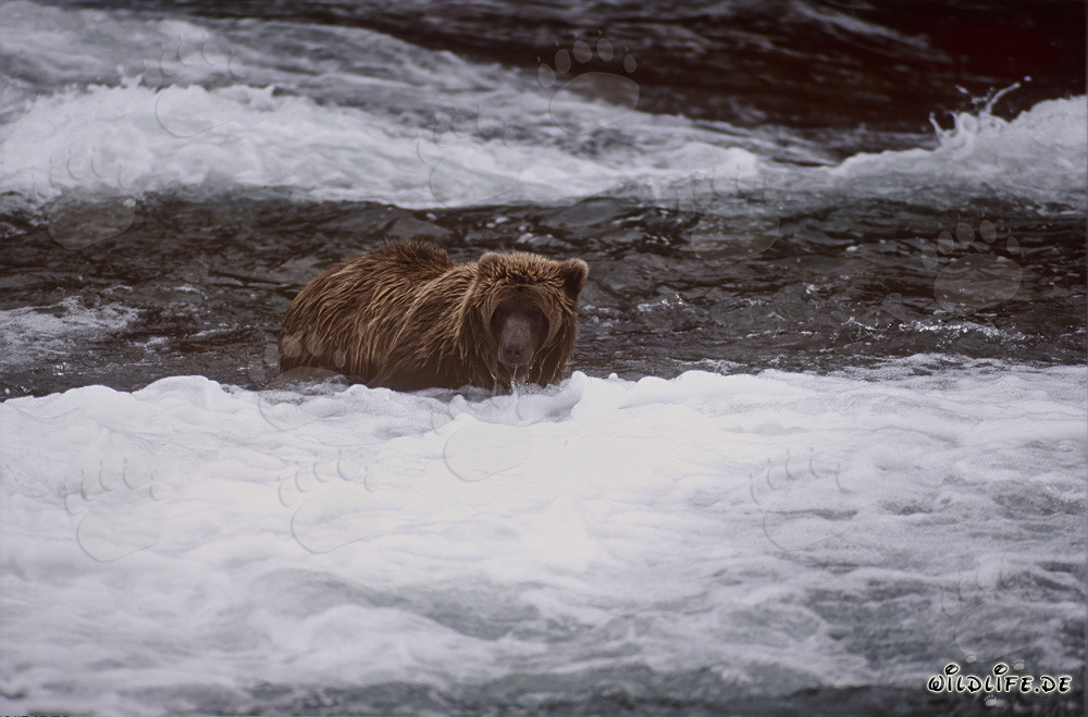Brown bear observes salmon below the picturesque waterfall in autumn