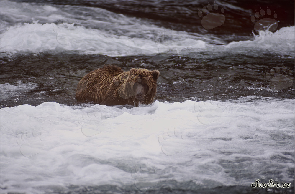Orso bruno osserva i salmoni sotto la cascata idilliaca in autunno