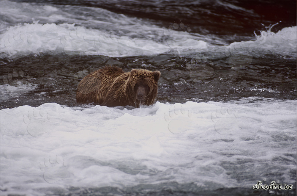 Oso pardo observando salmones debajo de la cascada idílica en otoño