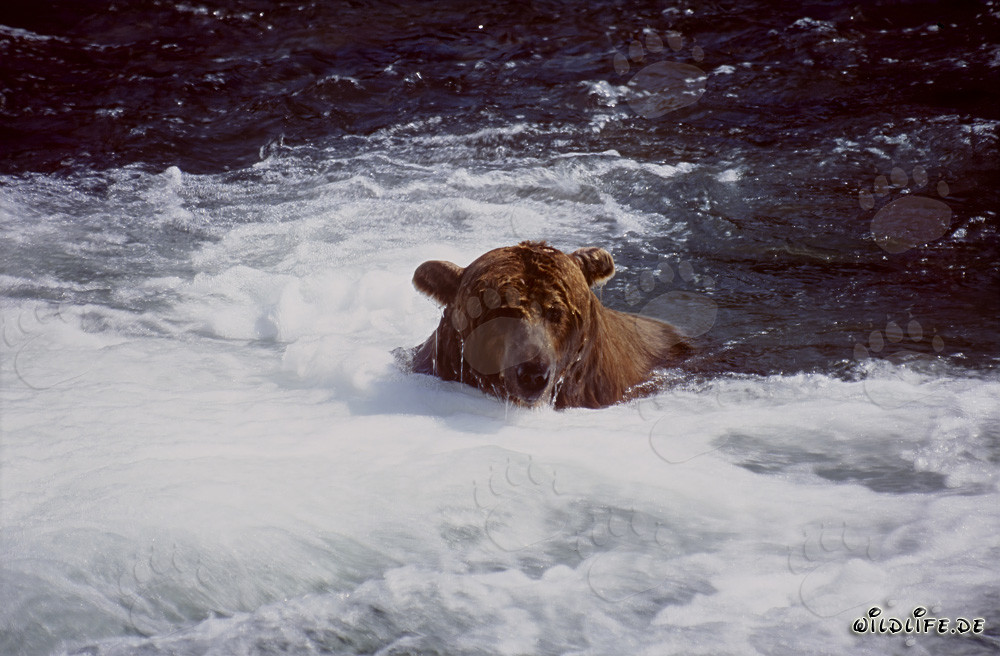 Braunbär taucht unterhalb des Wasserfalls nach Lachsen auf