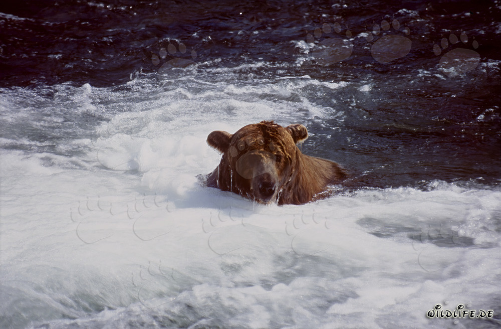 Brown bear dives below the waterfall in search of salmon