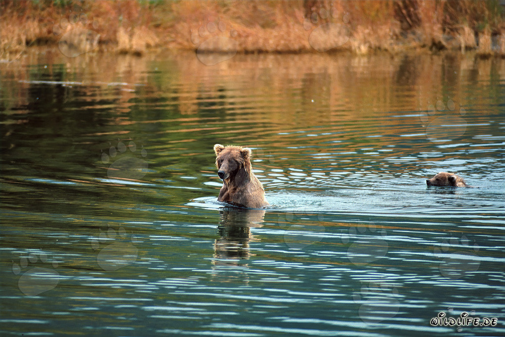 Braunbärin mit Jungbär beim Schwimmen im flachen Wasser