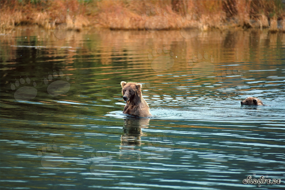 Orsa bruna con orsetto che nuotano in acque basse