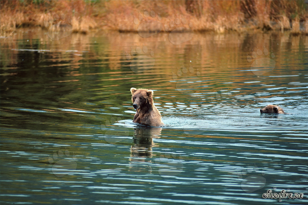 Osa parda con osezno nadando en aguas poco profundas