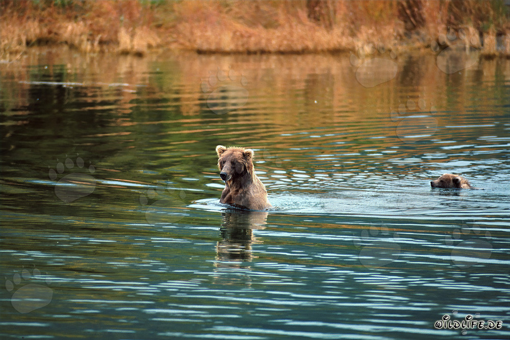 Ourse brune et ourson nageant dans l'eau peu profonde