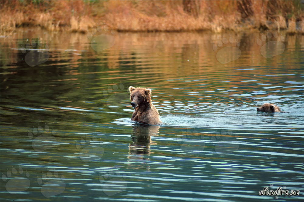 Sow with her cub swimming in shallow water