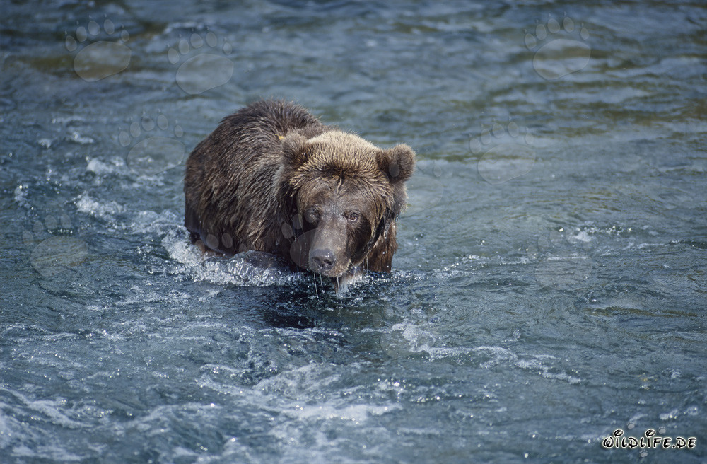 Majestätischer Braunbär fängt Lachs im wilden Fluss