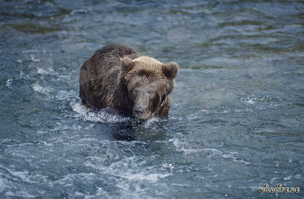 Majestic Brown Bear catches salmon in the wild river