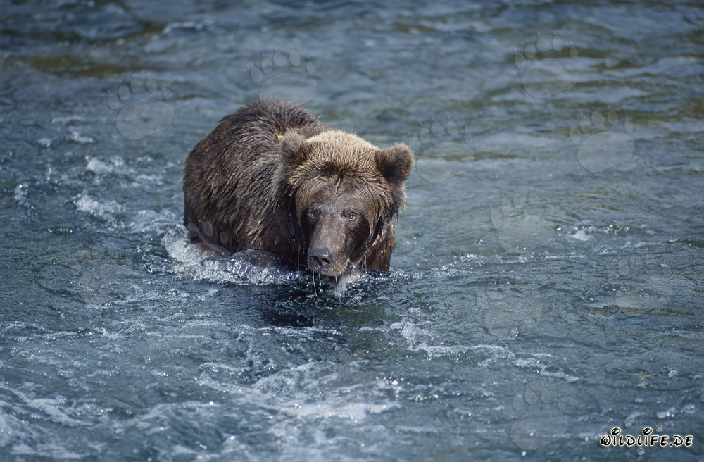 Maestoso orso bruno cattura salmoni in un fiume selvaggio