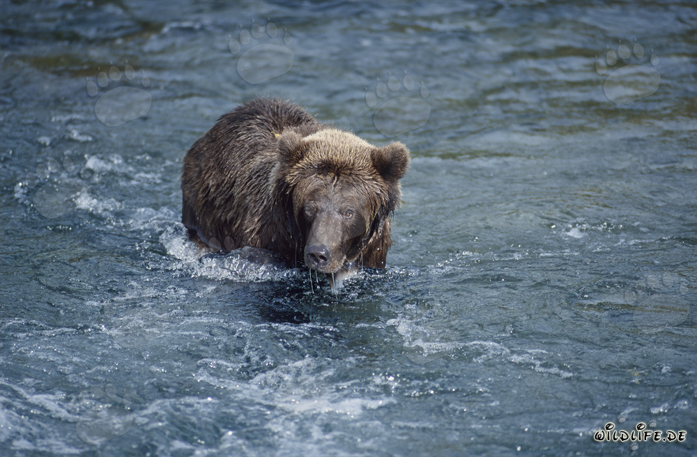 Oso pardo majestuoso atrapa salmones en un río salvaje