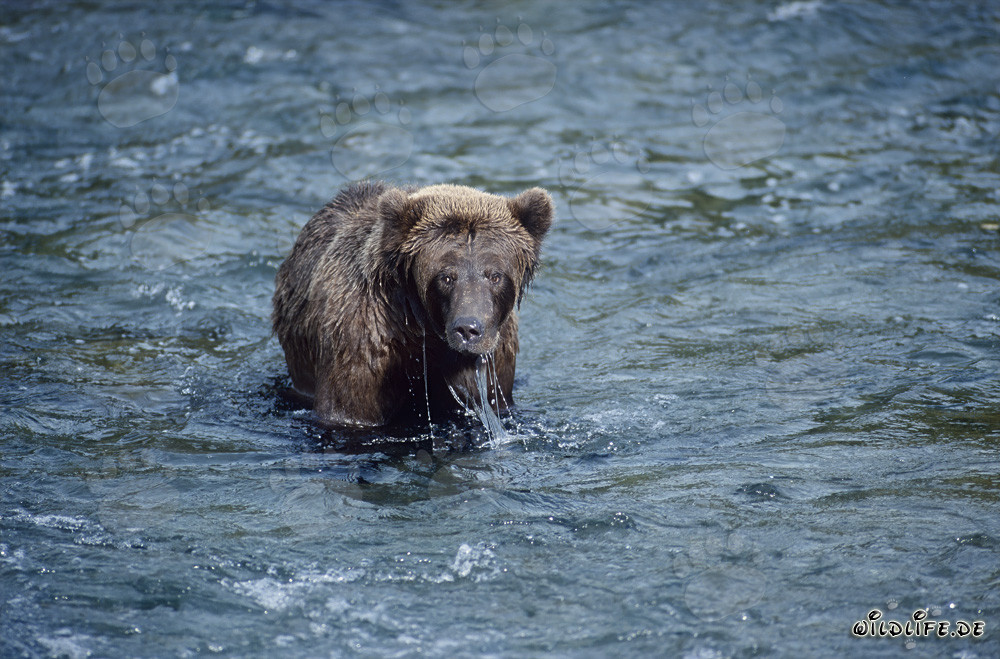 Braunbär jagt geschickt nach Lachsen in Brooks River, Alaska