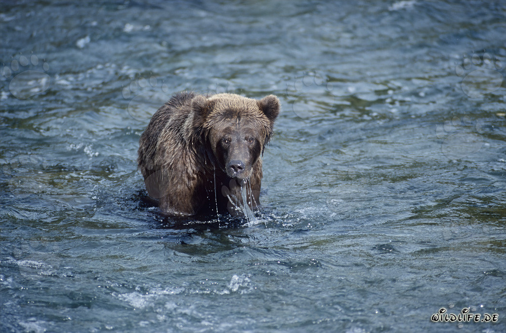 Brown bear skillfully hunting for salmon in Brooks River, Alaska