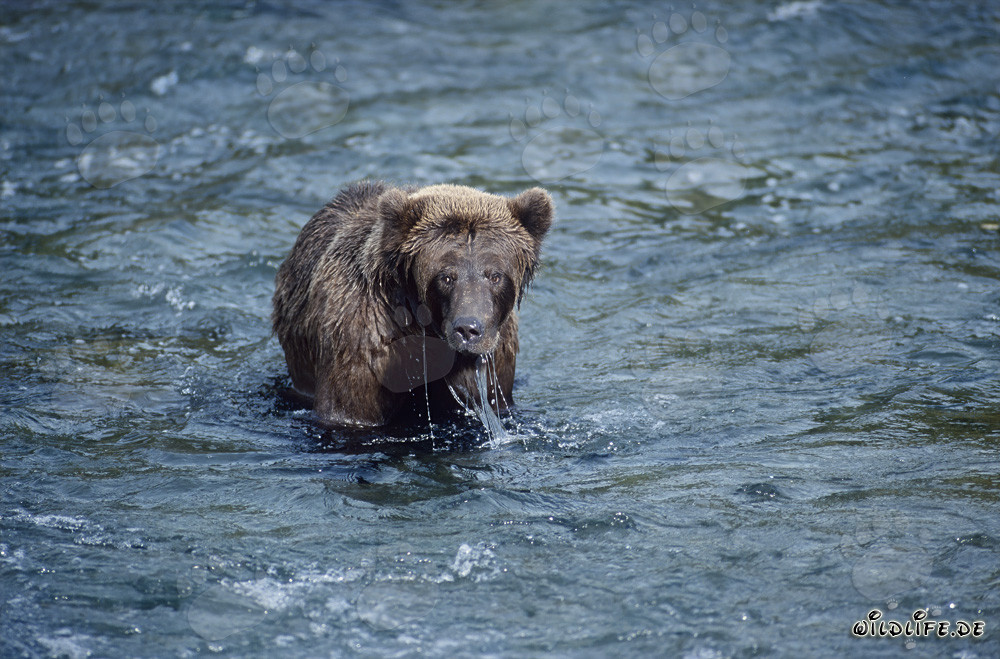Oso pardo acechando hábilmente los salmones en el río Brooks, Alaska