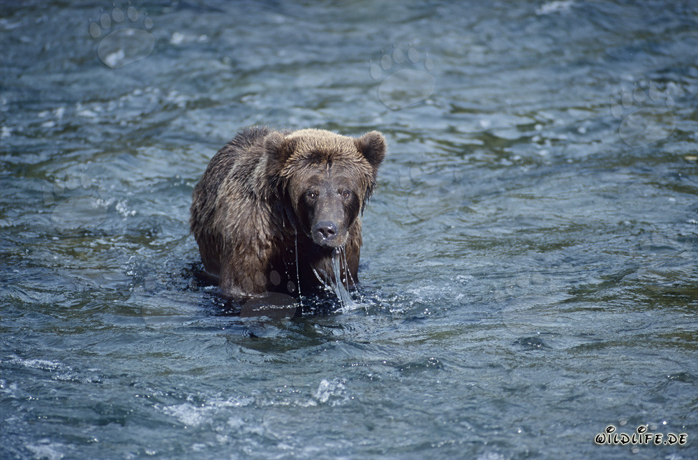 Ours brun chasse habilement les saumons dans la rivière Brooks, Alaska