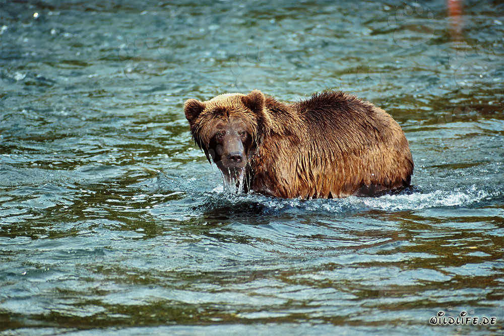 Braunbär am Brooks River beobachtet seinen Artgenossen