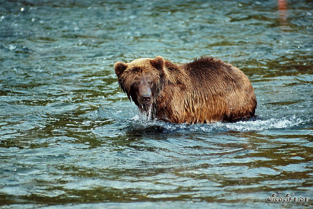 Brown Bear at Brooks River Observing its Counterparts