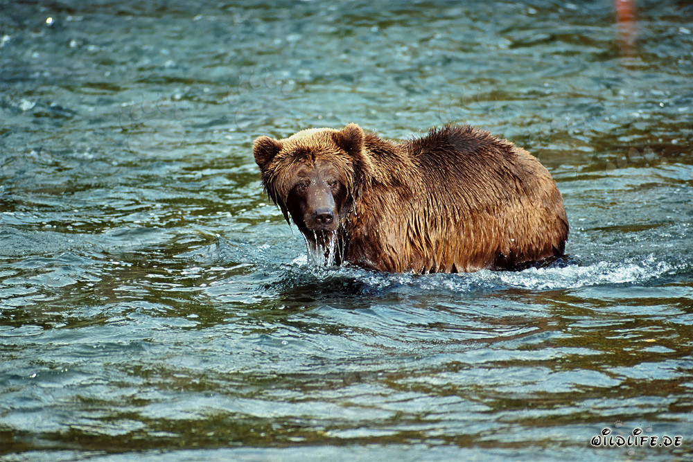 Orso bruno osserva il suo simile al Brooks River