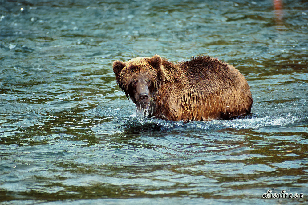 Oso pardo observando a su congénere en el río Brooks