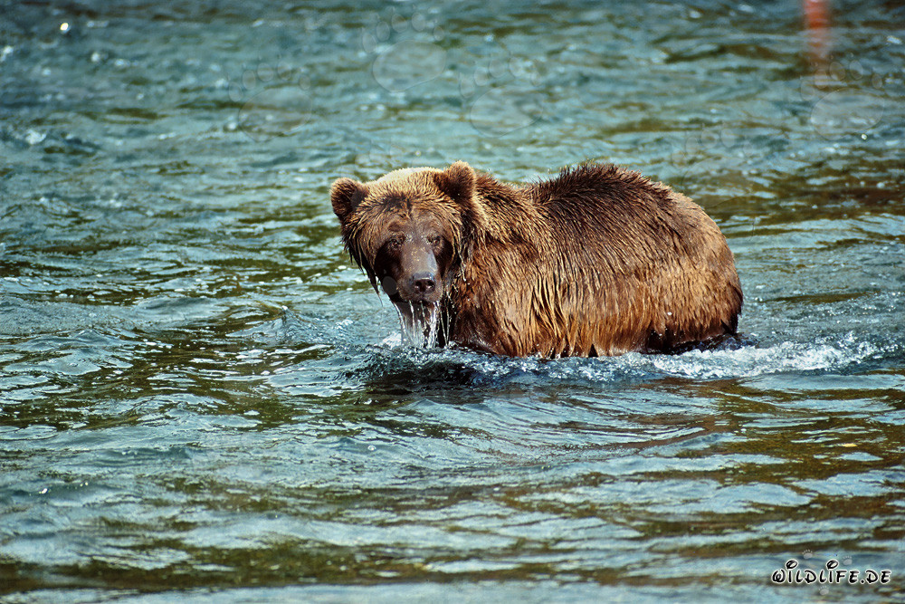 Ours brun observant son congénère au Brooks River