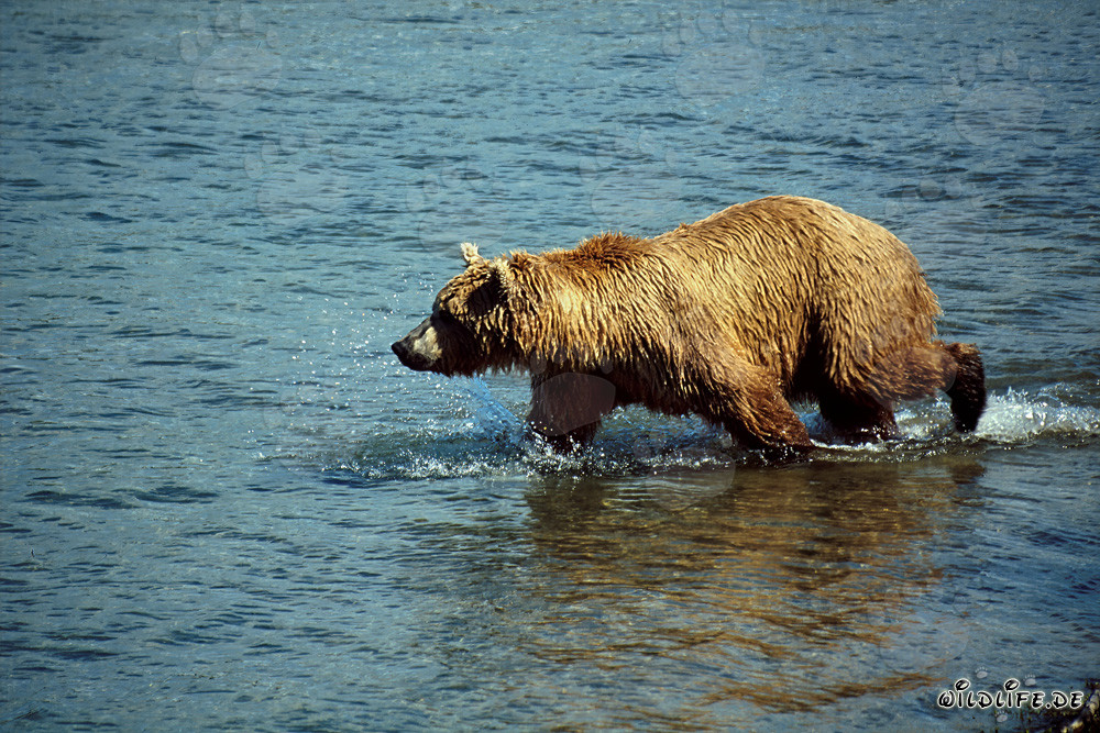 Braunbär beobachtet majestätisch Lachse im klaren Flusswasser