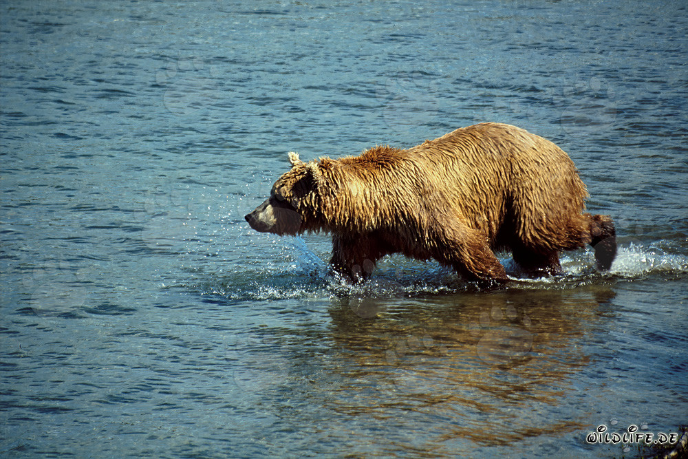 Brown bear majestically observes salmon in clear river water