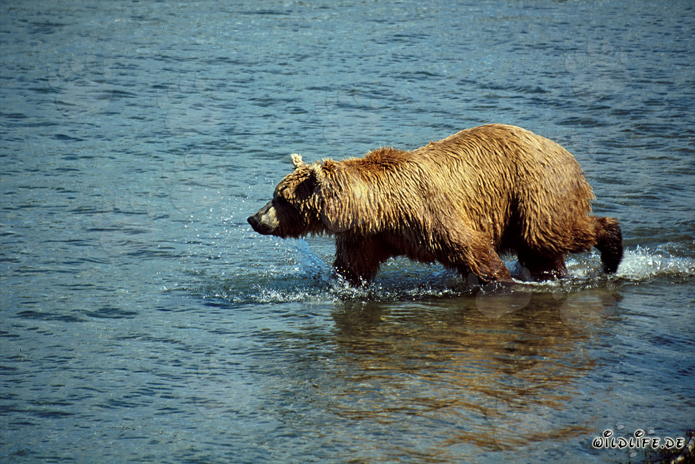 Orso bruno osserva maestosamente salmoni nell'acqua limpida del fiume