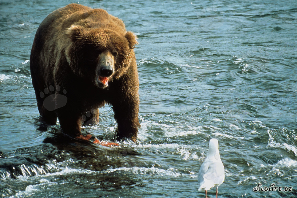 Observing a brown bear and a seagull at Brooks River in Alaska