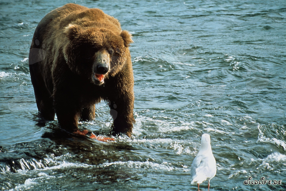 Observar al oso pardo y la gaviota en el río Brooks en Alaska