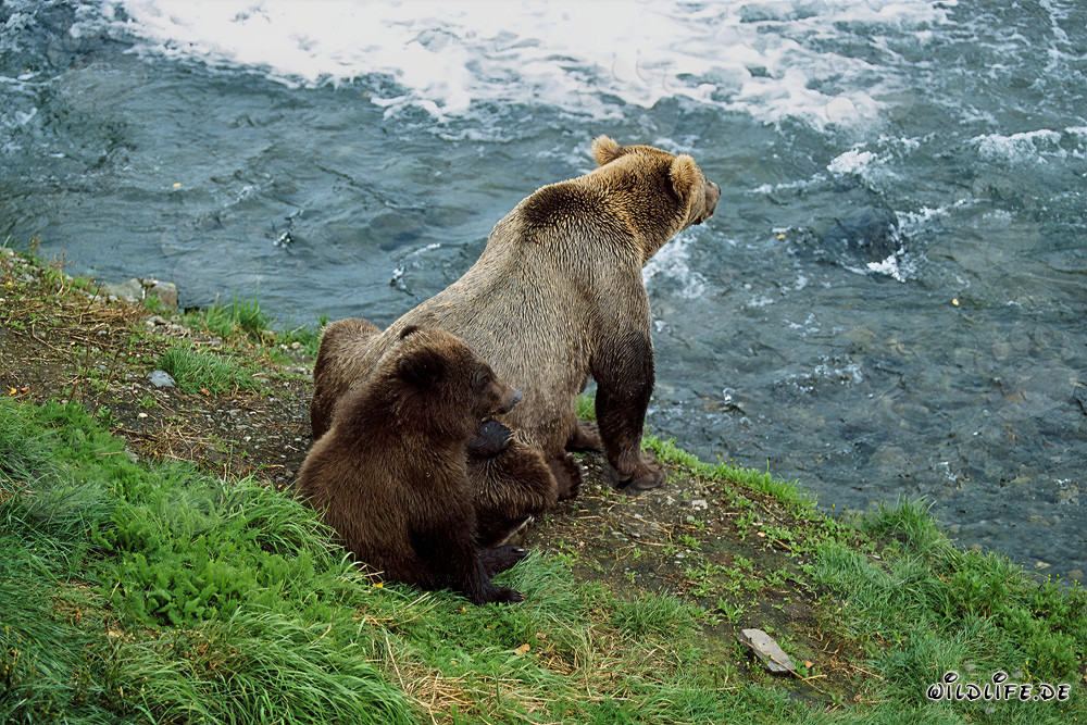 Brown bears observe the fascinating activities at the rushing waterfall