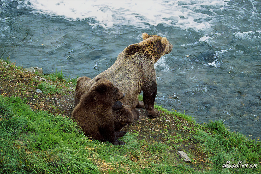 Osservazione delle affascinanti attività degli orsi bruni alla cascata impetuosa