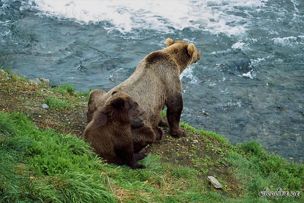 Observación de las fascinantes actividades de los osos pardos en la cascada impetuosa