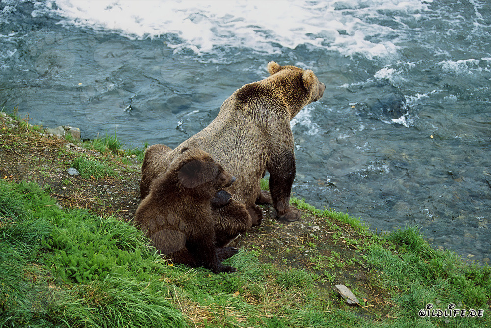 Observation des activités fascinantes des ours bruns au bord de la cascade impétueuse
