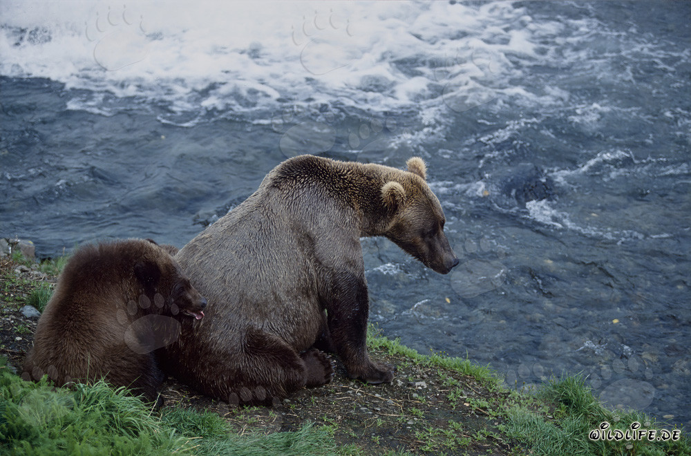Braunbärin mit Jungbär am Brooks River - Naturschönheit in Aktion