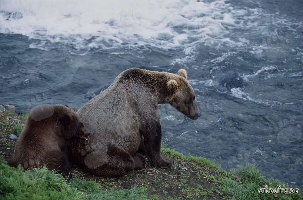 Brown bear with cub at Brooks River - Fascinating encounter in the Alaskan wilderness