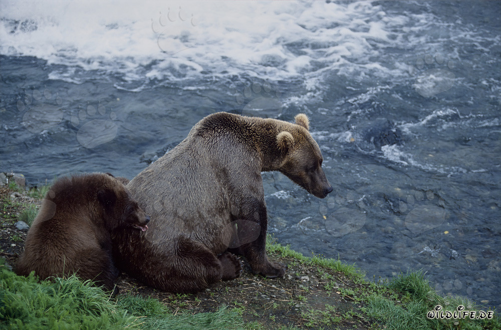 Orsa bruna con orsetto al Brooks River - Incontro affascinante nella natura selvaggia dell'Alaska