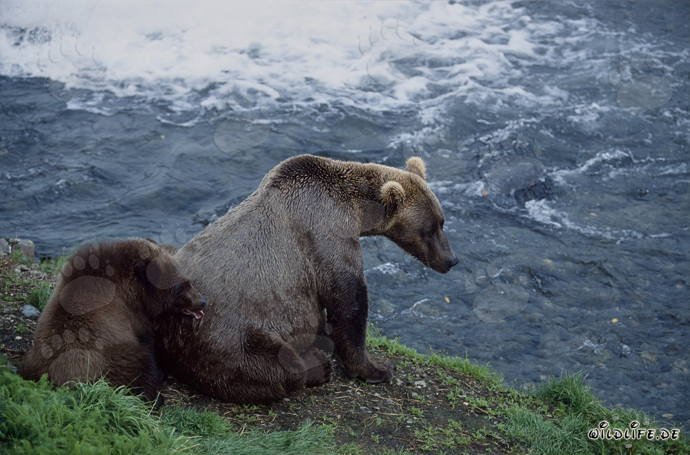 Osa parda con osezno en el río Brooks - Encuentro fascinante en la naturaleza salvaje de Alaska