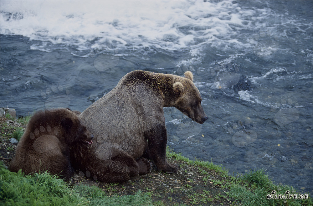 Ourse brune avec ourson au Brooks River - Rencontre fascinante dans la nature sauvage de l'Alaska