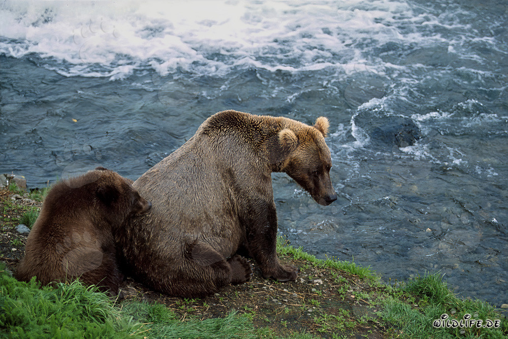 Relaxing bear family on the picturesque river bank