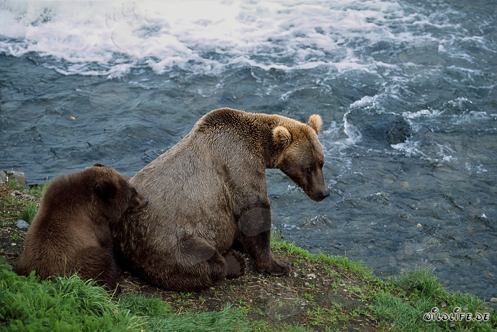 Famiglia rilassante di orsi sul pittoresco lungofiume