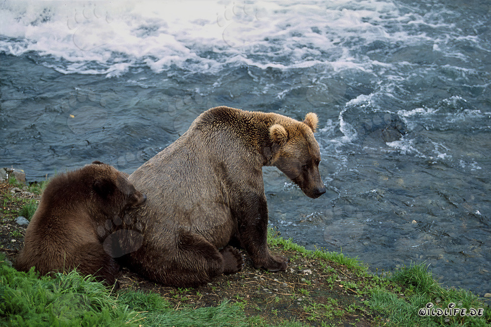 Famille d'ours relaxante au bord pittoresque de la rivière